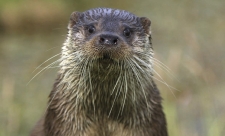 Otter (C) Andy Rouse