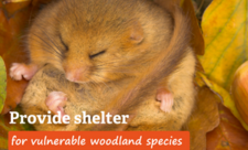 Donate to provide shelter for vulnerable species in Gloucestershire