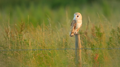 Barn owl perched