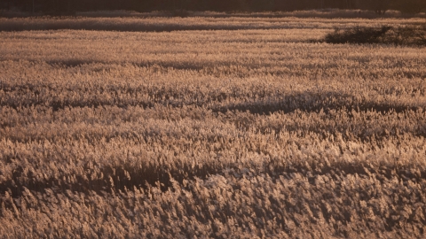 Reedbed