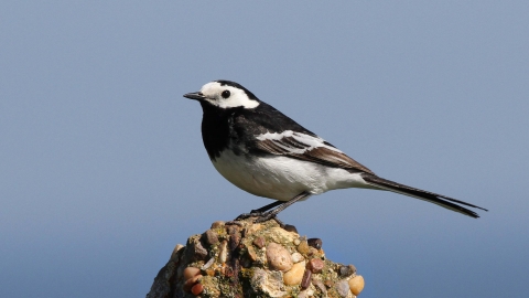 Pied wagtail