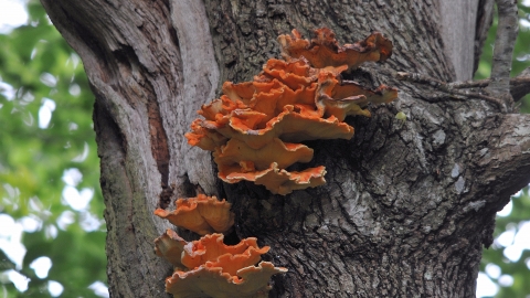 Chicken of the Woods