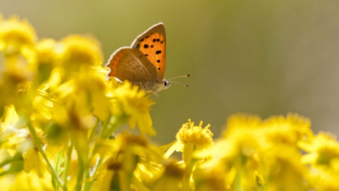 Small Copper butterfly