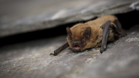 Common Pipistrelle Bat (C) Tom Marshall