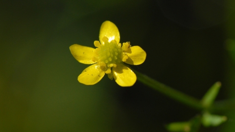 Badgeworth Buttercup (C) Brian Clarke