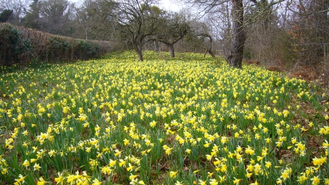 Gwen and Vera's Fields