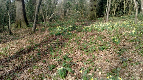 Betty Daw's Wood