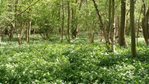 Arle Grove