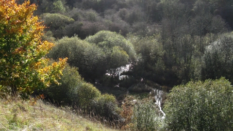 Brassey