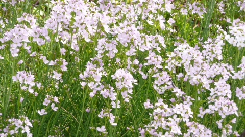 Chaceley Meadow