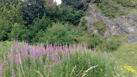 Plump Hill Dolomite Quarry