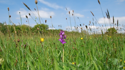 Clarke's Pool Meadows