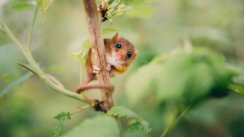 Dormouse