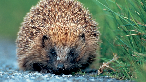 Hedgehog