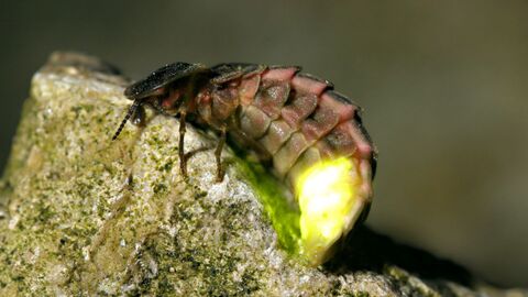 Glow worm