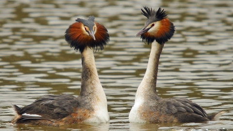 Courting great crested grebes © Steve Waterhouse