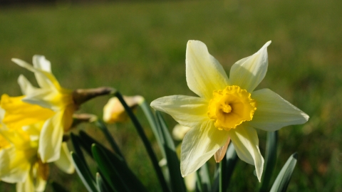 Vell Mill Daffodil Meadow | Gloucestershire Wildlife Trust