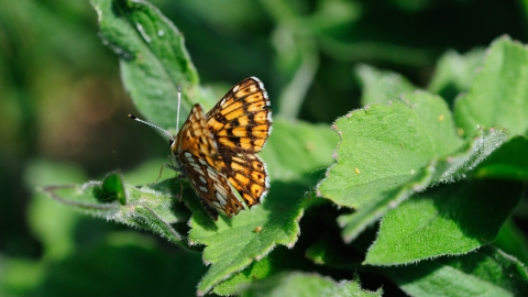 Duke of Burgundy