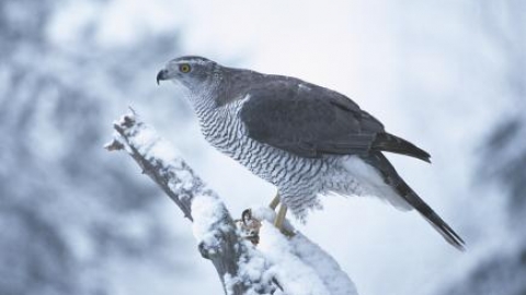 goshawk (c) Philip Mugridge
