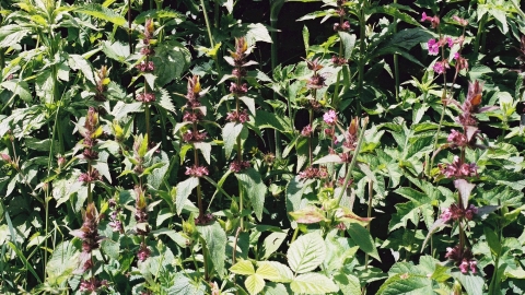 Limestone Woundwort
