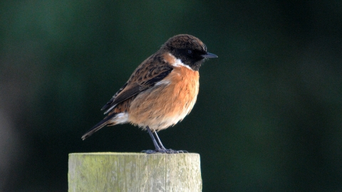Stonechat (c) Amy Lewis