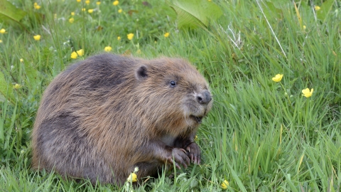 beaver (c) Nick Upton Cornwall Wildlife Trust