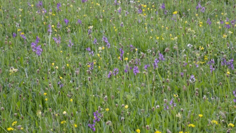 Clarkes pool Meadow