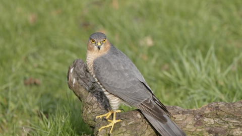 Male Sparrowhawk by Phil Mugridge