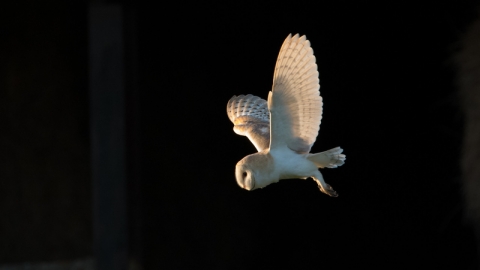 Barn owl (c) Donald Sutherland