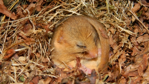 Dormouse