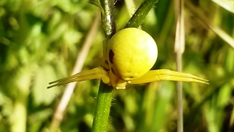 Spider ID