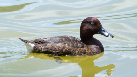 Madagascar Pochard (c) Peter Cranswick