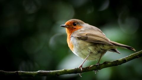 A robin not just for xmas' (c)James McGarva