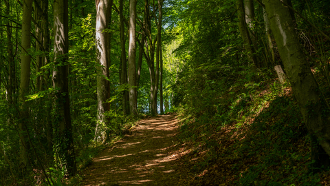 Three Groves Wood (c) Nathan Millar