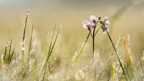 Cuckoo flowers at dawn