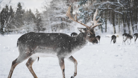 Fallow deer in snow
