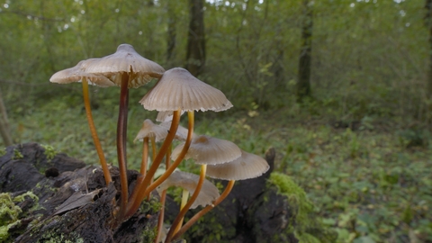 Clustered bonnet fungi at Lower Woods (c) Nick Upton