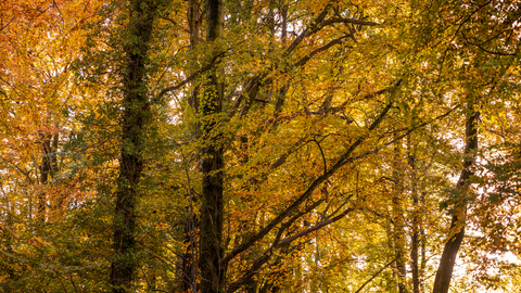 Autumn leaves at Frith Woods