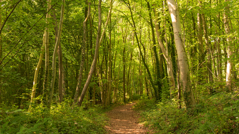 Sunlit woodland in Frith Wood reserve