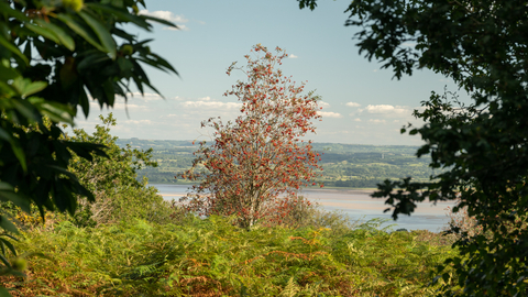 View across the Severn 