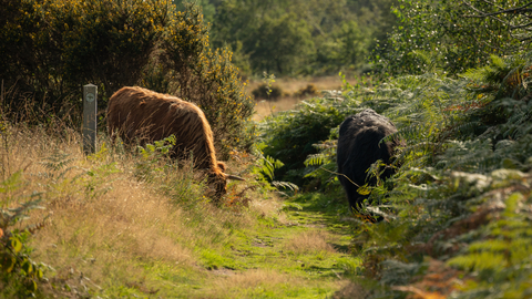 Highland cattle grazing amidst bracken