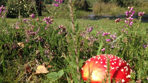 Fly agaric fungus and heather