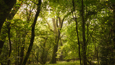 sunlight through the leaves of a woodland