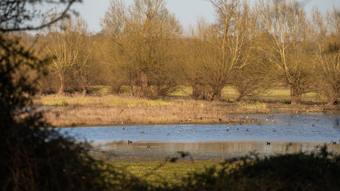 Ashleworth Ham wetland