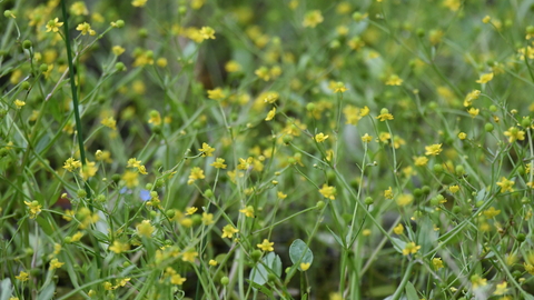 Badgeworth buttercups flowering