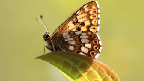 Duke of burgundy butterfly