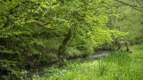 Sapperton Valley (c) Nick Turner