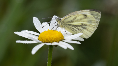 Green veined white butterfly feeding from a ox-eye daisy