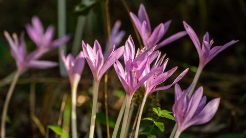 Gwen & Vera's Fields crocuses