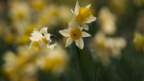 Wild daffodils